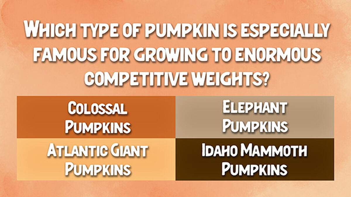 It's All Pumpkins image number 4